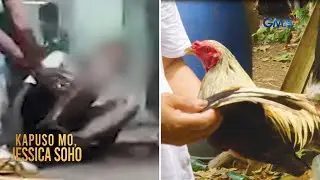 Taga-bitaw ng manok, halos maligo sa sariling dugo matapos mayari ng tari | Kapuso Mo, Jessica Soho