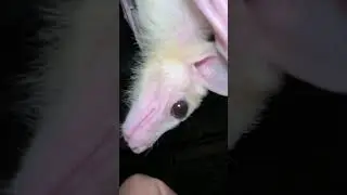 White and pink mutant of fruit bat