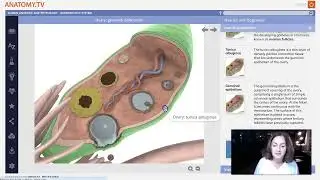 Week 2 Lecture: Part 1 Ovaries: structure and function