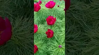 Скоро весна! Видовые пионы #springflowers #paeonia #spring #shorts