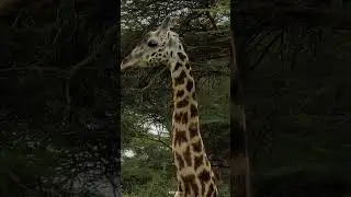 Giraffes  |national geographic wildlife