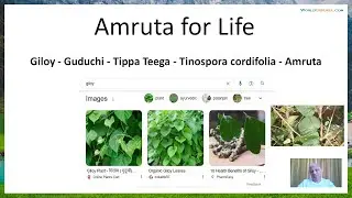 1 Amruta LIFE Giloy Guduchi Tippa Teega Tinospora cordifolia Ayurvedic cure Diabetes Blood Pressure