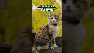 Secrets Your Cat Knows About You!