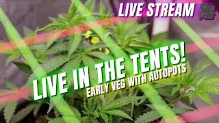 Grow Tent Live Stream! Autopots Early Veg Plant Update!