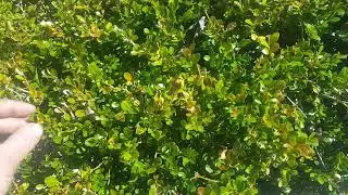 Overwintering Boxwood Leaf Miner