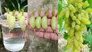 Simple method propagate grape tree with water || how to grow grape tree at home