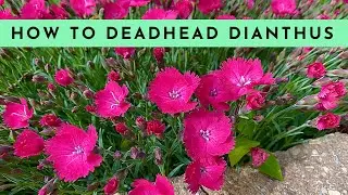 How to Deadhead Dianthus