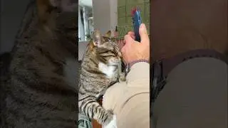 Требует, чтобы его гладили БЕЗ ОСТАНОВКИ! 😁Зачем тебе телефон, есди есть Я?🐱 #котики #бенгал #кот