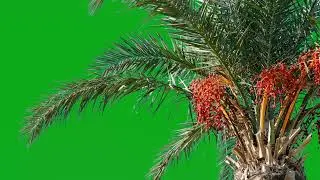 palm tree green screen video