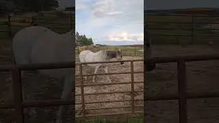 It was very rainy today so the horses had to stay in