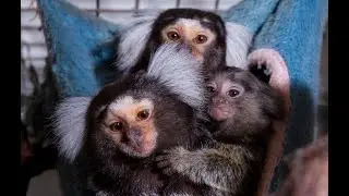 Кучей и батьку бить веселей! Малыши игрунки. Dwarf monkeys