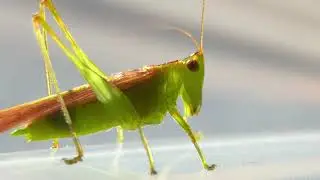 Grasshopper Sounds