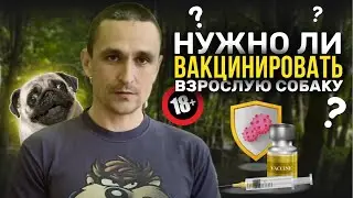 Нужно ли вакцинировать взрослую или возрастную собаку? 18+