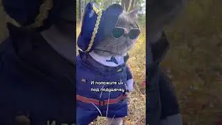 Сонная колбаска | котики