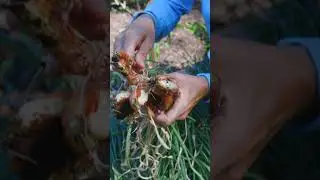 How to harvest shallots