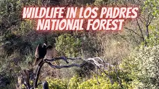 Common Wildlife in Los Padres National Forest