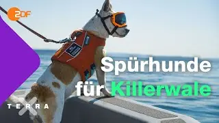 Wie Hunde helfen, die Wale zu retten | Terra X plus