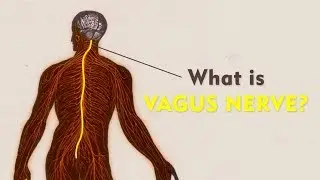 What Is The Vagus Nerve? | Vagus Nerve Explained | Brain, Mind Body Connect