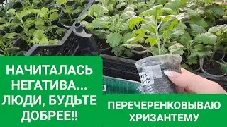 👩‍💻НАЧИТАЛАСЬ НЕГАТИВА.🧐🤦‍♀️ ЛЮДИ, БУДЬТЕ ДОБРЕЕ! ПЕРЕЧЕРЕНКОВЫВАЮ ХРИЗАНТЕМЫ.