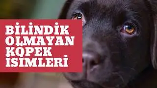 BİLİNMEDİK GÜZEL KÖPEK İSİMLERİ