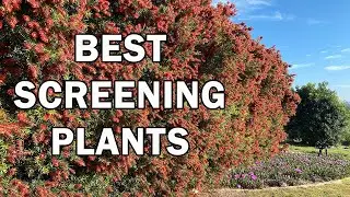 The Best Screening Plants - Ozbreed