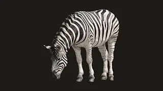 Zebra Sound  Effect