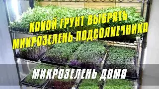 Какой грунт выбрать для Микрозелени подсолнечника - Огород на окне #микрозелень #огород #дача
