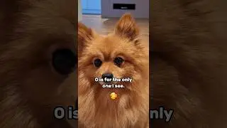 Warning ⚠️ Watching this video will make you FALL in LOVE with my DOG #shorts #pomeranian #dog #love