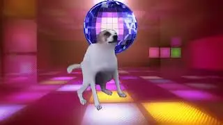 dog song and dance, Original Video [BKTV]