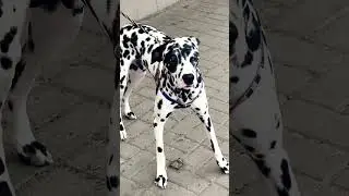 #dog