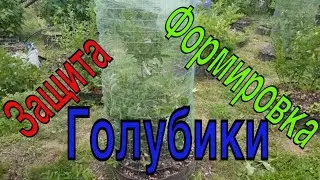 Защита и формировка для голубики в одном флаконе. ТопСад.