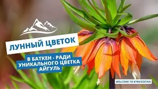 В Баткен - ради уникального цветка Айгуль (Лунный цветок)