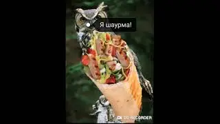 Сова шаурма🌯