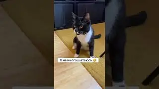 Необычный кот Барик с мозжечковой атаксией