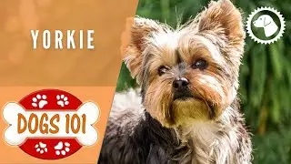 Dogs 101 - YORKIE - Top Dog Facts about the YORKIE | DOG BREEDS 🐶 #BrooklynsCorner