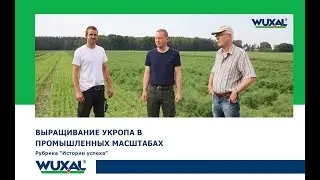 Как вырастить укроп в промышленных масштабах/Выращивание укропа как бизнес