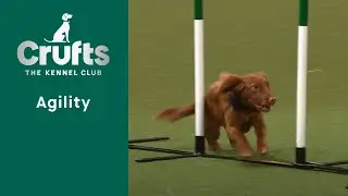 Agility – Championship – S/M - Final  - | ​Crufts 2023