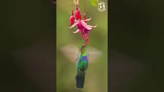 Wonderful Small Birds | Relaxing Sounds | Birds Chirping | Hummingbirds | Stress Relief