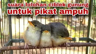 Suara Lolohan Cigun Cocok Untuk Pikat || suara pikat ciblek