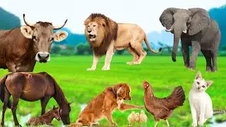 Funny Animal Moments: Elephant, Cow, Horse, Dog, Cat, Chicken, Lion - Animal Moments