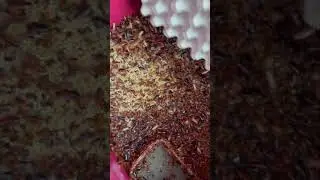 My HAND vs THOUSANDS of COCKROACHES !!! ~ How does it feel?? 🪳🖐🏽🪳 