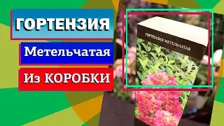 Гортензия из коробки. Что делать с саженцем весной?