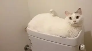 😂 Funniest Cats and Dogs Videos 😺🐶 || 🥰😹 Hilarious Animal Compilation №264