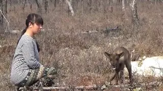 ДАВАЙ, ПОЕХАЛИ К ЭВЕНКАМ, ГДЕ САША КОРМИТ ОЛЕНЕЙ.