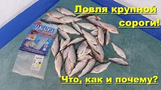 Ловля крупной сороги! Ловля сороги зимой