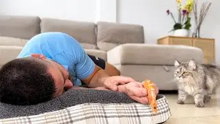 Sleeping in a dog bed with food in front of the Cats