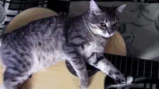 Губка Боб - RELAX