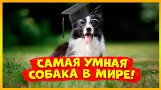 САМАЯ УМНАЯ СОБАКА В МИРЕ знала БОЛЕЕ 1000 слов!