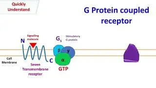 G protein coupled receptor | GPCR