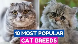10 Most Popular Cat Breeds in the World